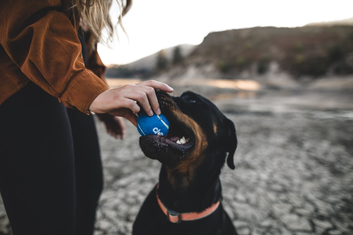 The Joy of Dogs in Desert Adventures